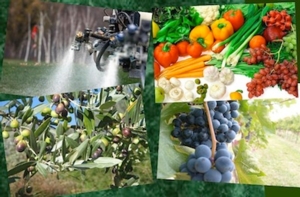Agrofarmaci, quali indicatori per la sostenibilità?