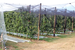 EVENTO ONLINE - Il Bilancio fitosanitario 2020 e 2021 dei fitofagi del melo