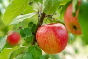EVENTO ONLINE - Bilanci fitosanitari 2020-2021: le malattie del melo