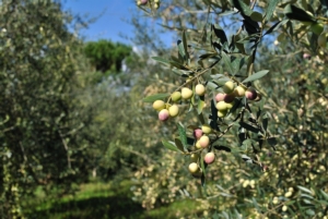 Novità sulle malattie dell'olivo, non solo Xylella