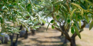 EVENTO ONLINE - Il bilancio fitosanitario 2020 e 2021 dell'olivo