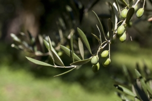 Mosca, protagonista del bilancio fitosanitario dell'olivo