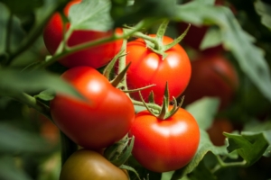 EVENTO ONLINE - Bilanci fitosanitari: appuntamento con il pomodoro