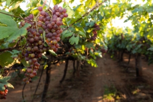 EVENTO ONLINE - Il Bilancio fitosanitario 2020 e 2021 dell'uva da tavola