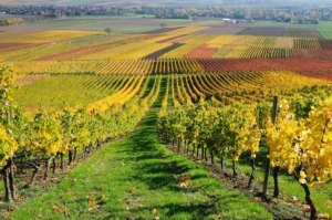 Uva da vino: il punto sulla difesa fitosanitaria