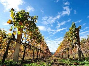 Uva da vino, sotto controllo la situazione fitosanitaria