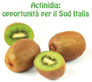 Actinidia: opportunità per il Sud Italia