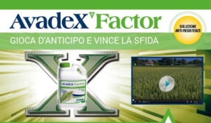 Avadex Factor, il diserbo di pre-emergenza sul frumento conviene!