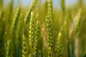 Biostimolazione, diserbo e fungicidi. Ecco Campo demo cereali 2021