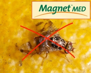 Magnet Med: scegli l'innovazione e la sicurezza contro la Mosca mediterranea della frutta