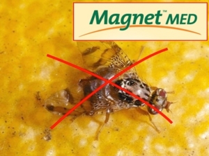 Magnet Med: stop alla Mosca mediterranea della frutta