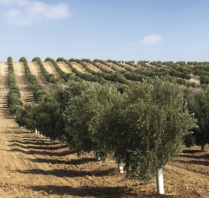 Difesa e nutrizione dell'olivo: tante soluzioni per una produzione sostenibile