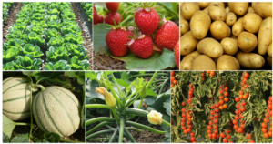 Difesa e nutrizione delle colture orticole – prima parte