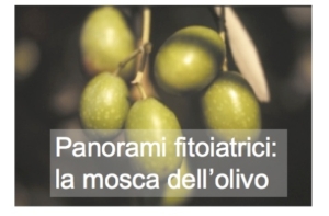 Panorami fitoiatrici: la mosca dell'olivo