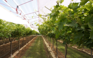 Gestione del suolo in viticoltura: i vantaggi dell'inerbimento